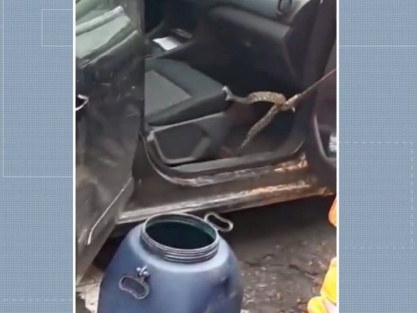 Cobra abocanhou banco do carro antes de ser capturada pelo Corpo de Bombeiros em Guaxupé (MG) — Foto: Divulgação/Corpo de Bombeiros