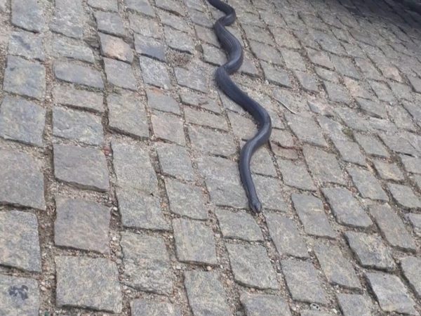 Cobra muçurana, medindo cerca de 2 metros, é encontrada dentro de motor de carro em Cruzeta, na região Seridó — Foto: Alcimone Araújo