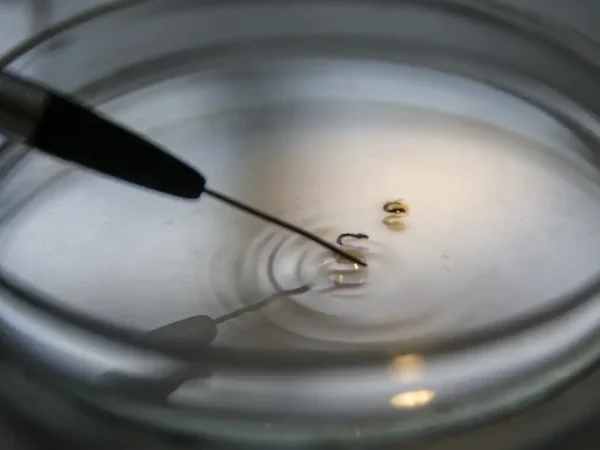 Brasília (DF), 29/02/2024 - Larvas são analisadas em laboratório da vigilância ambiental do DF para comprovação de que são do mosquito transmissor da dengue. Foto: Marcelo Camargo/Agência Brasil