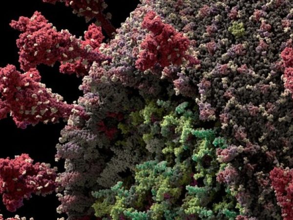Reprodução em 3D do modelo do novo coronavírus (Sars-CoV-2) criada pela Visual Science — Foto: Reprodução/Visual Science