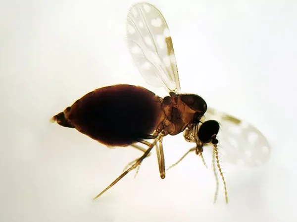 Brasília (DF), 27/07/2025 - Inseto da espécie Culicoides paraensis, popularmente chamados de maruim ou mosquito-pólvora. Foto: Fiocruz/Divulgação