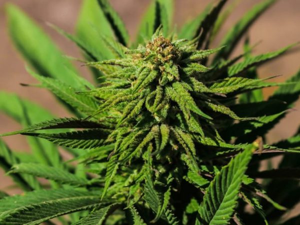 Abrace extrai THC e CBD de plantas da espécie cannabis sativa e transforma em óleo para fins terapêuticos — Foto: Divulgação/Abrace