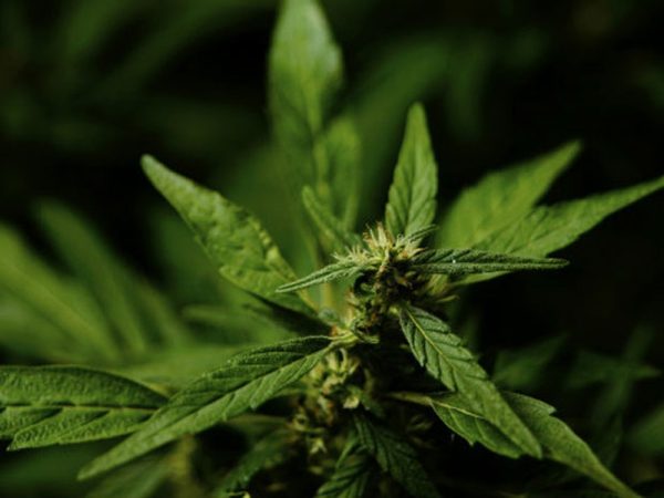 Justiça Federal do RN libera importação de sementes para cultivo de cannabis (Foto: Thinkstock)