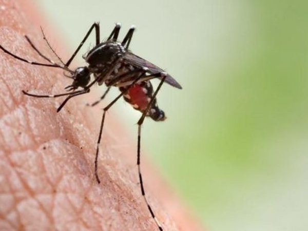 Dengue, zika e chikungunya são transmitidos pelo mosquito Aedes aegypti — Foto: GETTY IMAGES