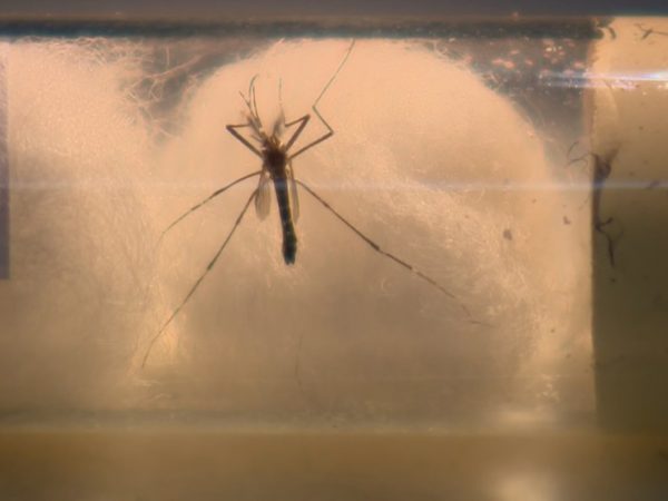 Índice de infestação de Aedes aegypti em imóveis se aproxima de 5% e acende alerta de alto risco, em Campina Grande — Foto: Reprodução/RBS TV