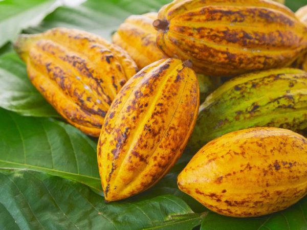 Importadores de cacau terão seis meses para exportar o chocolate - Depositphotos