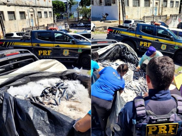 PRF apreende quase 700 kg de peixe-voador transportados de forma irregular no RN — Foto: PRF/Divulgação