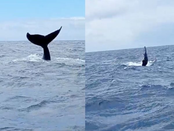 Baleias jubarte são vistas no litoral do RN — Foto: Reprodução