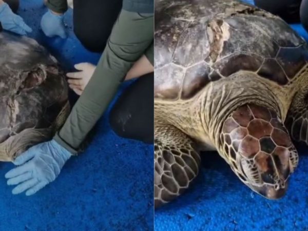 Tartaruga-verde ferida é transferida de Noronha para o RN para reabilitação — Foto: Reprodução/CEMAM