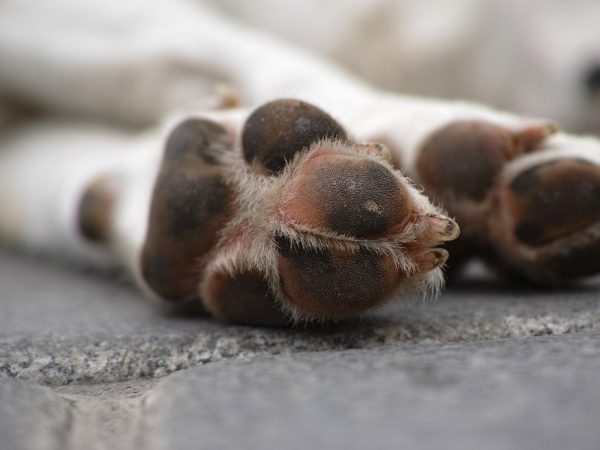 Imagem ilustrativa de pata de cachorro cão cães animal Natal RN Rio grande do Norte — Foto: Divulgação/Freestockcenter/Freepik