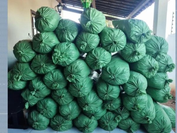 drogapc Homem é preso com mais de 400 quilos de maconha durante operação da PM, em Sumé — Foto: Reprodução / TV Cabo Branco