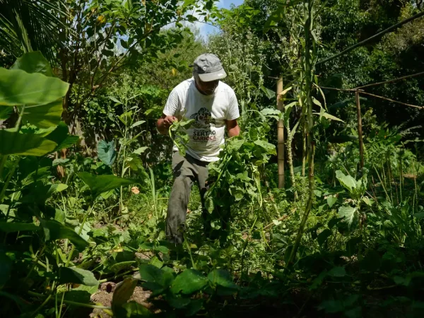 Rio de Janeiro (RJ), 19/12/2023 - O agricultor Máximo Nunes de Oliveira durante colheita dos insumos no Quilombo Dona Bilina para o Programa de Aquisição de Alimentos (PAA). Foto: Tomaz Silva/Agência Brasil