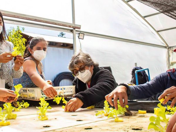 FARMHABILITY - Chileno cria projeto para facilitar acessibilidade no campo. Objetivo é conectar pessoas com deficiência à atividade agrícola. Foto: Div/FarmHability