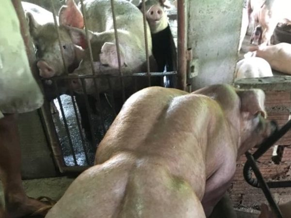 Ainda não se sabe se os porcos foram de fato geneticamente modificados (Reprodução/Facebook)