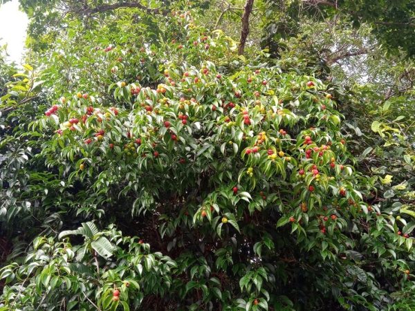 Eugênia curupira é a nova espécie de planta descoberta por pesquisadores da UFRN — Foto: Paulo Silva