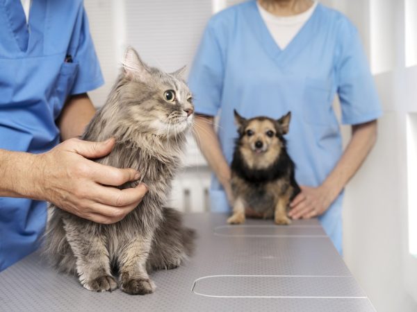 Vacinação contra raiva animal na Paraíba acontecerá em 600 postos de vacinação espalhados nos 223 municípios — Foto: Freepik/Reprodução