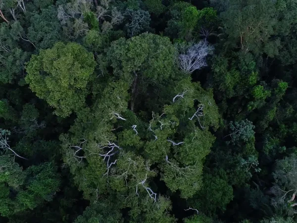 Floresta amazônica vista de cima.