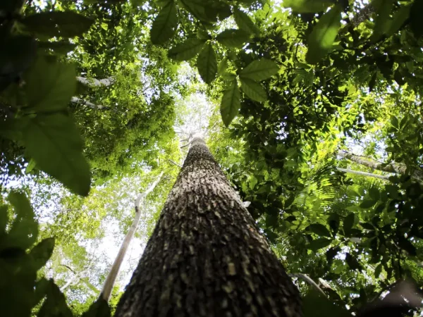 floresta Amazônica