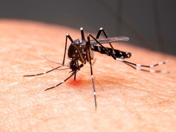 foto-1 Paraíba registra mais de 4,2 mil casos e 6 mortes por dengue no primeiro semestre de 2026 — Foto: g1