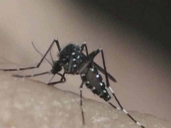 Aedes aegypti, mosquito transmissor da dengue. — Foto: Reprodução/TV Vanguarda