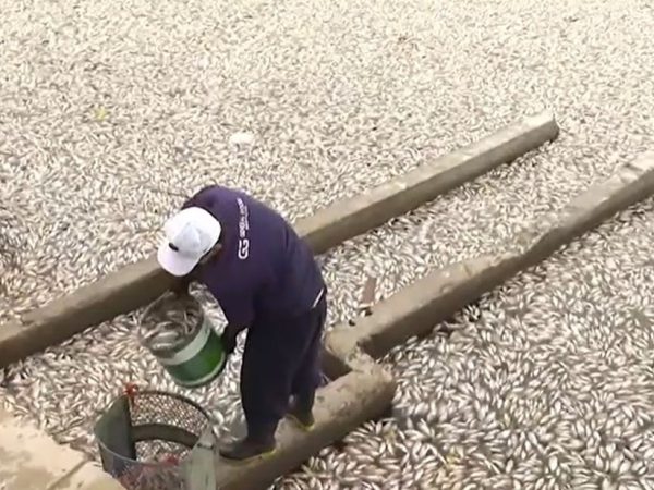 Funcionário da Sesuma retira peixes mortos do Açude Velho — Foto: Reprodução/TV Paraíba