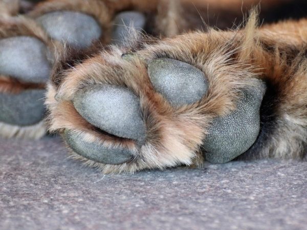 Polícia Civil abre inquérito para investigar morte de animais em Teixeira, no Sertão da PB — Foto: Pixabay/Reprodução