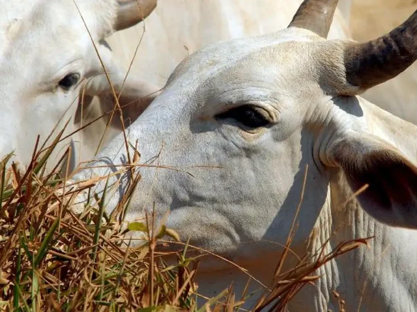 gado boi vaca rebanho