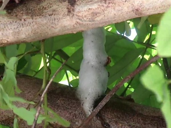 Espuma em árvore é criada por inseto para proteger seus ovos, dizem especialistas — Foto: Inter TV Cabugi/Reprodução
