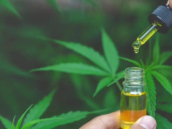 Canabidiol é uma substância presente na planta Cannabis sativa — Foto: Getty Images