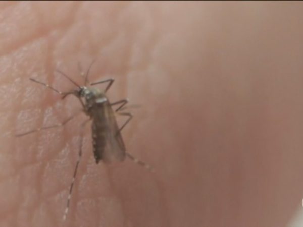 Paraíba registra quase 8 mil casos prováveis de dengue em 2025 — Foto: Jornal Nacional/ Reprodução