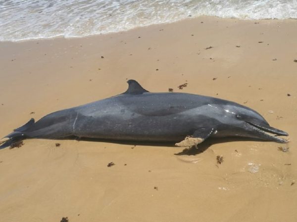 Golfinho foi encontrado morto na praia de Tabatinga na tarde desta quinta-feira — Foto: Projeto Cetáceos/UERN