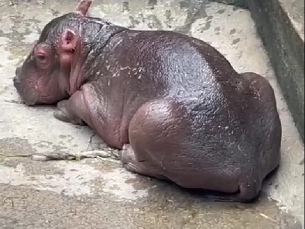 Bebê hipopótamo nasceu no Aquário Natal — Foto: Reprodução