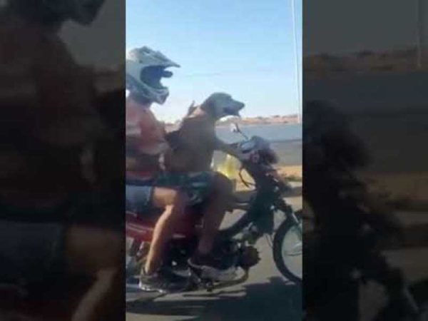 Imagens do animal “guiando” a moto viralizaram nas redes sociais. O condutor do veículo não possuía CNH, além de não estar com o CRLV — Foto: Reprodução