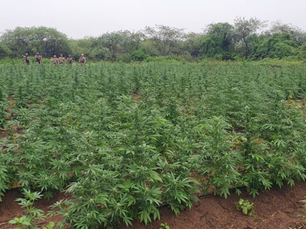 Operação da PF destrói cerca de 100 mil pés de maconha no Sertão da Paraíba — Foto: Reprodução/Polícia Federal