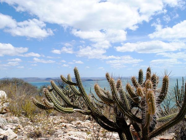 imagem_materia Vegetação de Caatinga na Bahia Gabriel Carvalho/Setur-BA