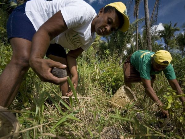 imagem_materia Mulheres coletam coco babaçu no Maranhão: todo o fruto é aproveitado, da casca e das folhas à polpa e à semente Reprodução