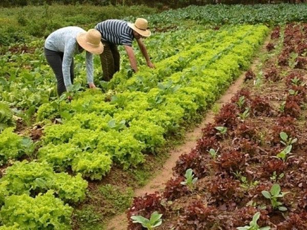 Texto estabelece que gestores informem associações de agricultores familiares quando percentual for dispensado Sindicato Rural de Caxambu