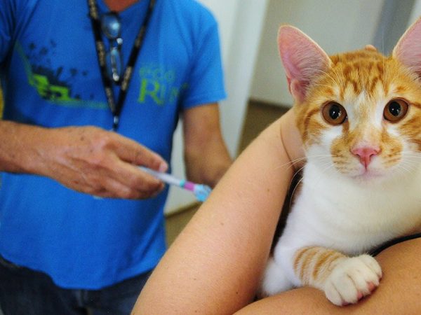 Além da saúde dos animais domésticos e de rua, a campanha incentiva o combate a doenças transmissíveis para humanos Agência Saúde