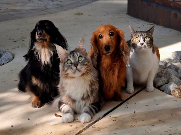 Cães, gatos, aves, peixes.  Você escolhe o seu favorito. Os pets têm lugar cativo na vida e no coração dos brasileiros.