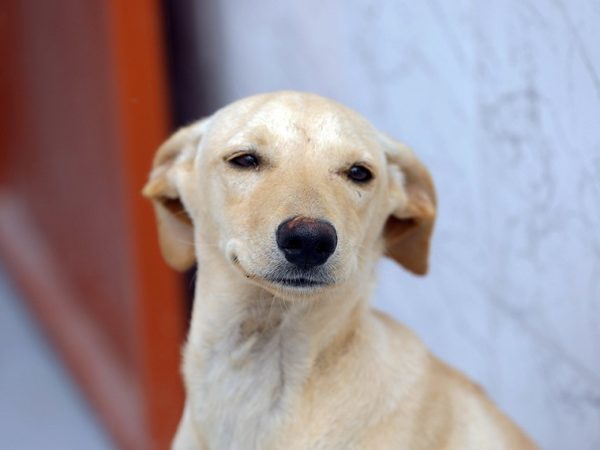 A norma estabelece regras para a custódia dos pets quando não houver acordo Lúcio Bernardo Jr./Agência Brasília