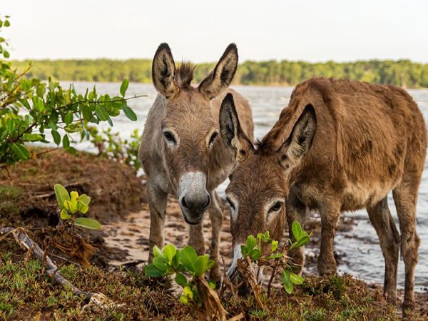 O Fórum Nacional de Proteção e Defesa Animal afirma que a forma como o jumento abatido é transportado e comercializado coloca em risco a biossegurança e a própria imagem do agronegócio brasileiro Ericatarina/AdobeStock