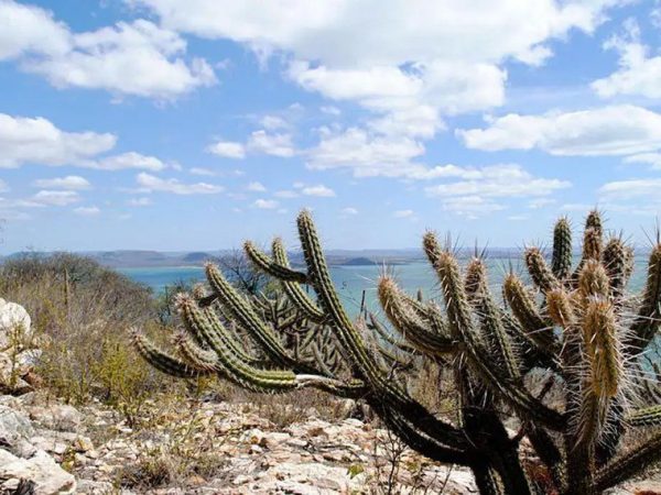 Projeto prevê que recursos do fundo possam ser usados para mitigar a desertificação na Caatinga Gabriel Carvalho/Setur-BA