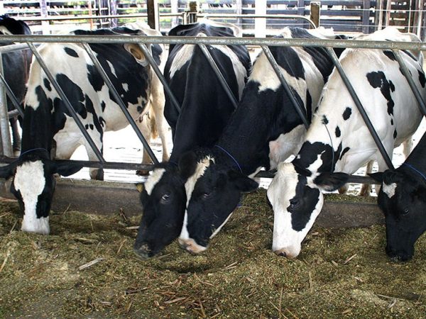 Nova norma fortalece atuação do Sistema Unificado de Atenção à Sanidade Agropecuária na contenção de crises Agência Embrapa de Notícias