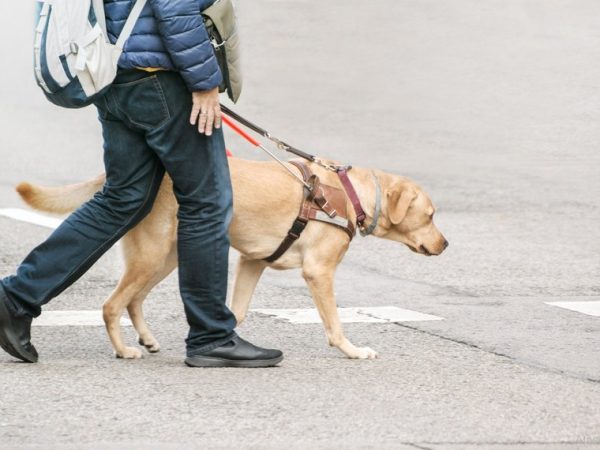 Projeto prevê que o impedimento de acesso a cães de assistência será considerado como prática de discriminação Prefeitura de Umuarama
