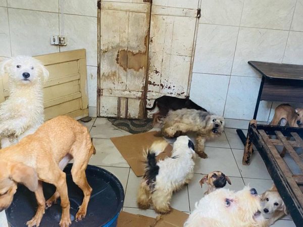 Projeto aumenta pena por maus-tratos para até 6 anos de prisão Semmam/Prefeitura de Feira de Santana