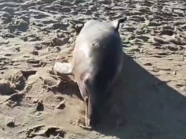 Golfinho encontrado morto na praia de Graçandu. — Foto: Divulgação