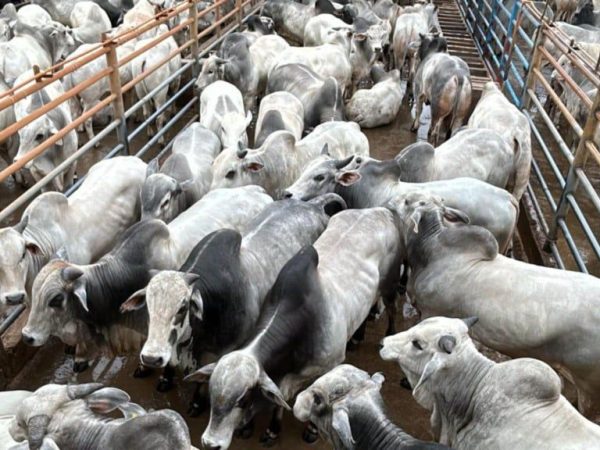A região possui um mercado de oferta mais restrito de gado pronto para abate em comparação com grandes polos pecuários do Centro-Oeste. — Foto: Reprodução
