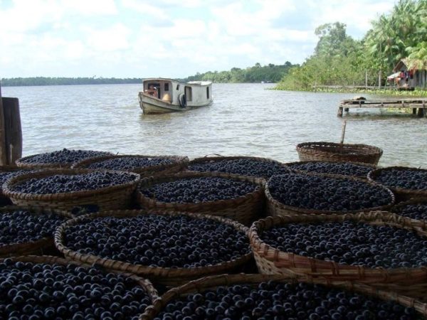 Cestos cheios de açaí na beira do rio