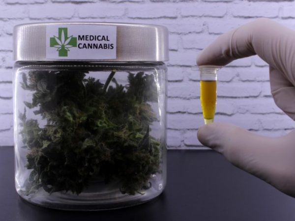 Saúde - remédios - maconha medicinal cannabis sativa