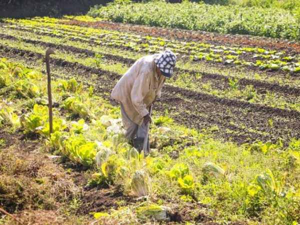 Agropecuária - plantações - agricultura familiar - produção rural - agricultor